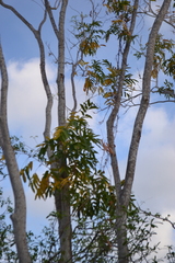 Thouinidium decandrum