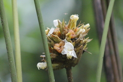 Goeppertia inocephala