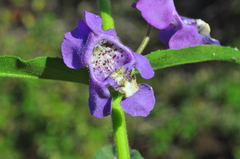 Angelonia biflora