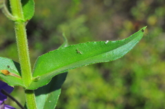 Angelonia biflora