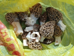 Morchella americana