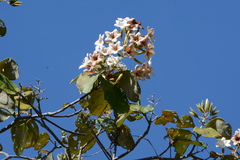 Cordia glabrata