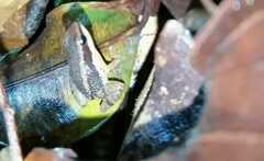 Allobates insperatus