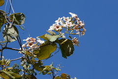 Cordia glabrata