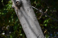 Cordia glabrata