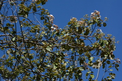 Cordia glabrata