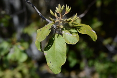 Cordia glabrata