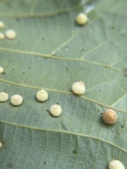 Caryomyia hirtidolium