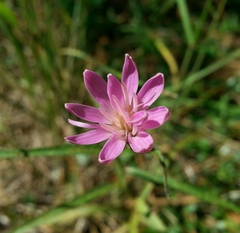 Stephanomeria lactucina