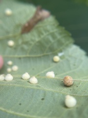 Caryomyia hirtidolium