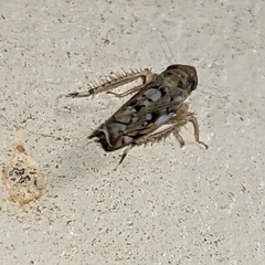 Scaphoideus opalinus