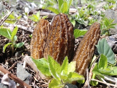 Morchella importuna