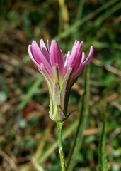 Stephanomeria lactucina