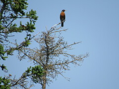 Turdus migratorius image