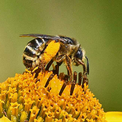 Melissodes subillatus