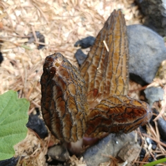 Morchella importuna