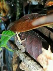 Allobates insperatus