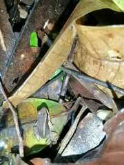 Allobates insperatus