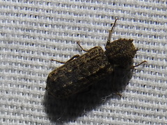 Lichenophanes bicornis