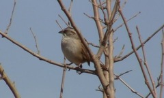 Rhynchospiza dabbenei