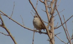 Rhynchospiza dabbenei