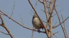 Rhynchospiza dabbenei