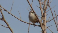 Rhynchospiza dabbenei