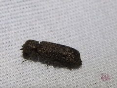 Lichenophanes bicornis