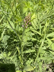 Platanthera psycodes