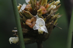 Goeppertia inocephala
