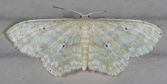 Scopula compensata
