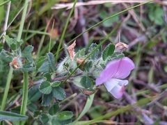 Ononis spinosa spinosa