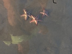 Astropecten duplicatus
