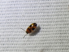 Poecilocrypticus formicophilus