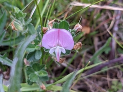 Ononis spinosa spinosa