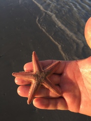 Astropecten duplicatus