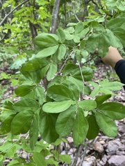 Calliandra tergemina emarginata