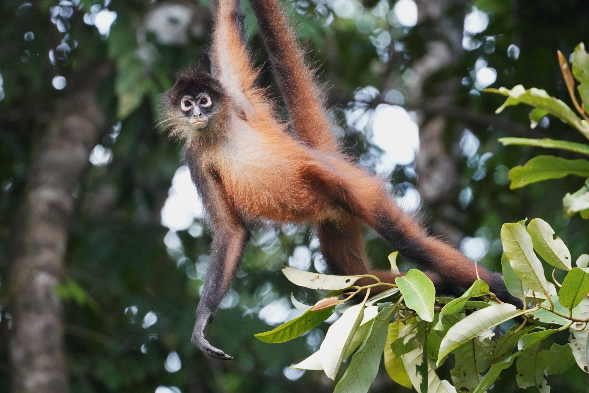 Macaco-aranha-de-Geoffroy (Ateles geoffroyi)