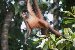 Mono Araña Centroamericano - Photo Ningún derecho reservado, subido por Thomas Hirsch