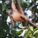 Central American Spider Monkey - Photo no rights reserved, uploaded by Thomas Hirsch