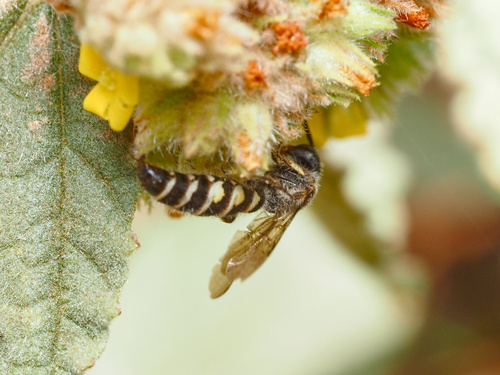 Micromeriella marginella, 2022-07-11