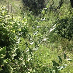 Asclepias otarioides
