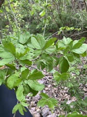 Calliandra tergemina emarginata