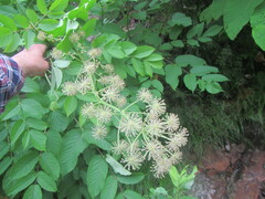 Aralia cordata
