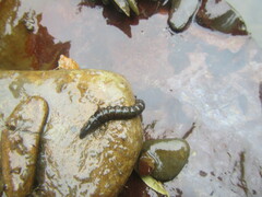 Stenopsyche marmorata