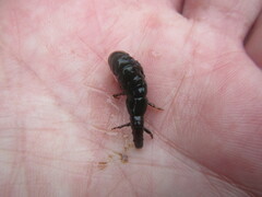 Stenopsyche marmorata