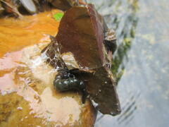 Stenopsyche marmorata