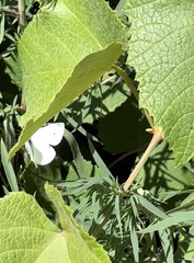 Pieris rapae