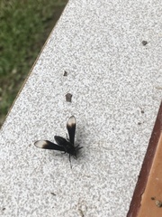 Myrmecopsis strigosa