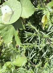Pieris rapae